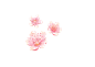 桃花樱花PNG