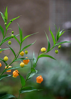 西兰花_开采集到【菇凉果】