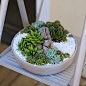 This simple 12" round low profile ceramic pot is a perfect piece to house this simple, cool and clean succulent arrangement adorned with white rocks and driftwo: 