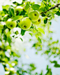 green apples hanging on branch stock photo