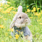 小兔子的春天。早安 ​​​​