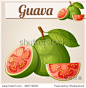 Guava fruit. Cartoon vector icon. Series of food and drink and ingredients for cooking.