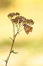 Gabriele Schindl在 500px 上的照片argynnis adippe