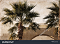 Artwork in retro style, palm trees, Africa, Egypt
