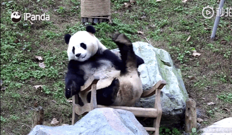 惊呆了，熊猫居然会翘二郎腿！