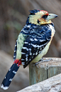 鴷形目·非洲拟啄木鸟科·非洲地拟鴷属：南非拟鴷
