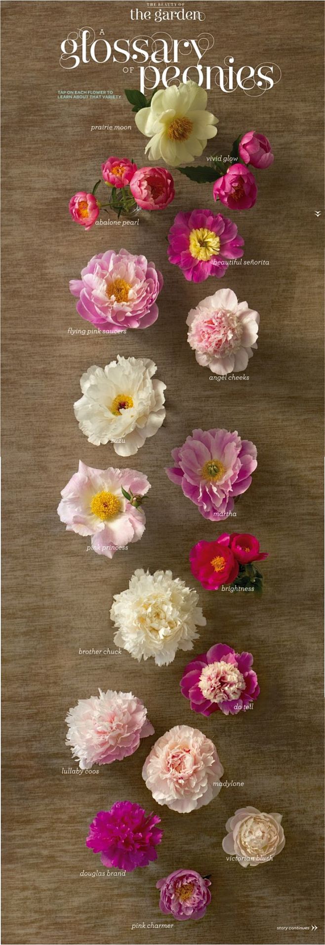 peonies  牡丹
