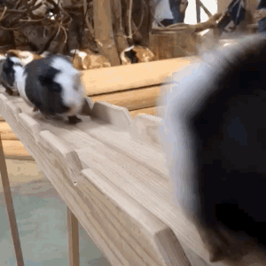日本一动物园日前要给馆内的豚鼠们搬家，动...
