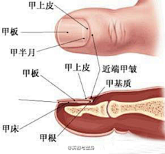 a戈玛采集到减肥