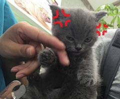 tatataz采集到猫