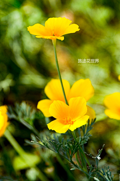 Yuguo雨采集到水彩