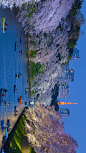 以东京塔为背景皇宫附近盛开的樱花，日本东京 (© Jon Arnold/Danita Delimont)

2020-03-07

 4365