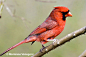 northern cardinal