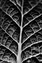 Texture + value  darker shades add depth + visual ridges of leaves seen: 