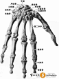 骨骼系——手骨