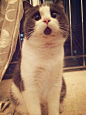 因为嘴下长有一块黑色的毛，使得这只叫Banye的猫咪看起来总是一副吃惊的表情，网友称之为“OMG”猫~