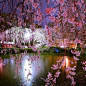 日本摄影师镜头下的樱花季，真的好美！