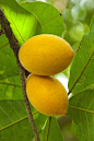 Macaranduba (Pouteria ramiflora) or "bully tree", is an edible fruit tree native to the Amazon regions of Brazil. The fruit has a soft white pulp and can be eaten raw.: 