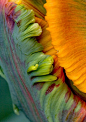 Parrot Tulip abstract by Clive Nichols