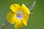 Hibiscus Yellow by Kanagasabai C on 500px