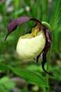 Cypripedium kentuckiense; by NC Orchid, via Flickr