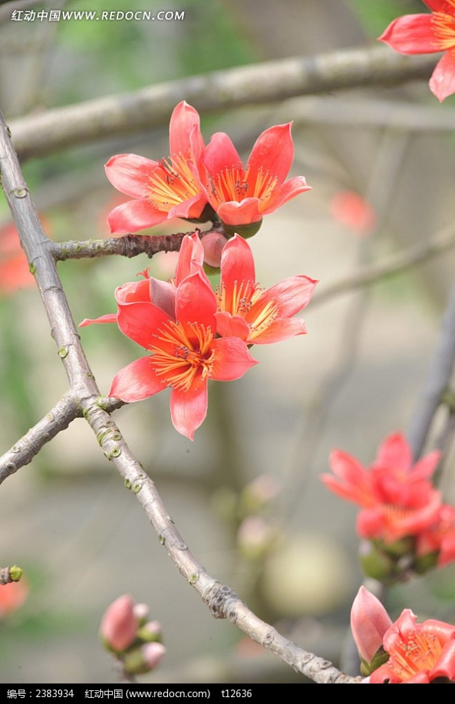 [木棉花英雄之花]