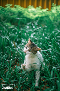 gono采集到猫