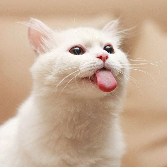 舌头,吐舌头,白猫 #喵星人# #萌#