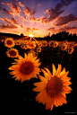 日落的向日葵，西班牙
Sunset Sunflowers, Spain