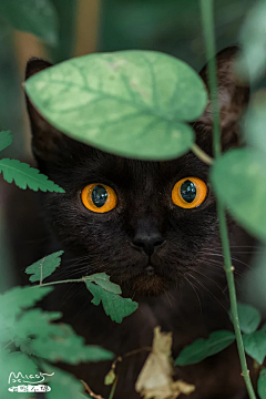 最後の谜题采集到猫