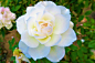 玫瑰ppt图片素材库_最新无版权图玫瑰_免费广告设计图片玫瑰,玫瑰,白玫瑰,白-沙沙野
