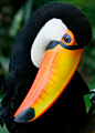 evrthquake:

Nodding Toucan by @Doug88888 on Flickr.
