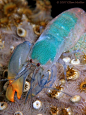 ❥ The pistol shrimp competes with much larger ... | the sea - educa...