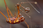 盲蛛？
Harvestman by melvynyeo on deviantART