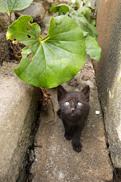 青山雀采集到猫岛