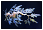 Leafy Sea Dragon by briteddy on deviantART