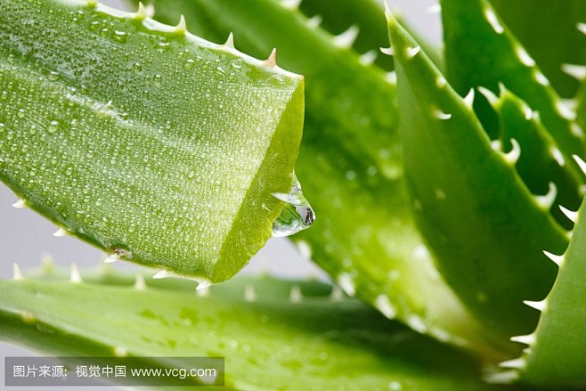 芦荟的 搜索结果_360图片