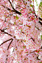 Cherry Bloom | Cynthia Reccord #Spring: 