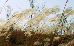 华宇冰封采集到花草