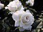 白玫瑰、玫瑰、花、美丽