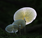 Mushrooms by cassilda dias on 500px