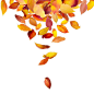 秋天飘落的树叶高清图片