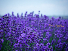 浅眠采集到yukiの嗳花花