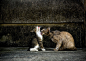 池口正和摄影作品：东京流浪猫

  
  
  
池口正和（Masakazu Ikeguchi），日本摄影师，出生于1976年，2005年开始拍摄日本街头的流浪猫生活，现已出版两本相关摄影集并举办个展。

(14张)