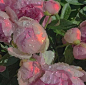 粉色 玫瑰花束