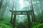 『雨雾中的上色见熊野座神社』
摄影：里村亜季  
仿佛来到了幻想中的世界，太美了