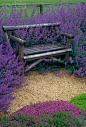 lavender hugging a bench