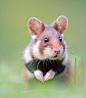 Who are you? by perdita petzl
Young European Hamster (Cricetus cricetus)