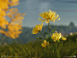colin-valek-valek-flowers-chrysanthemum-01