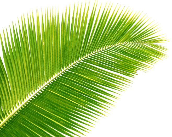 椰子树叶 绿叶 免扣 透明图
